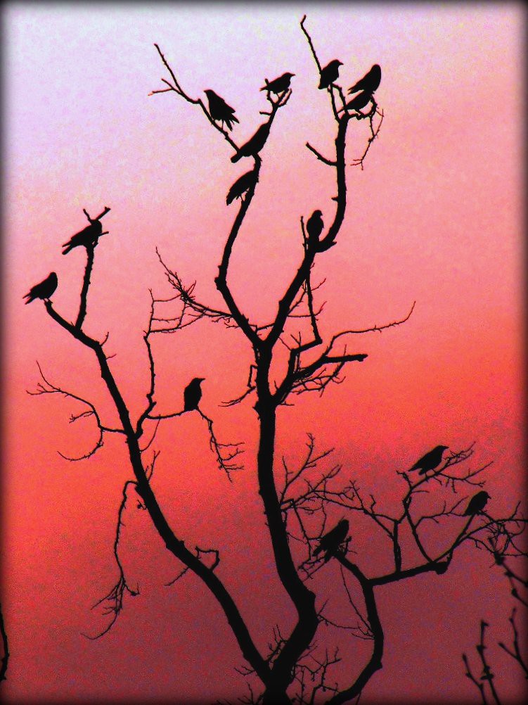 Crows Winter Roost